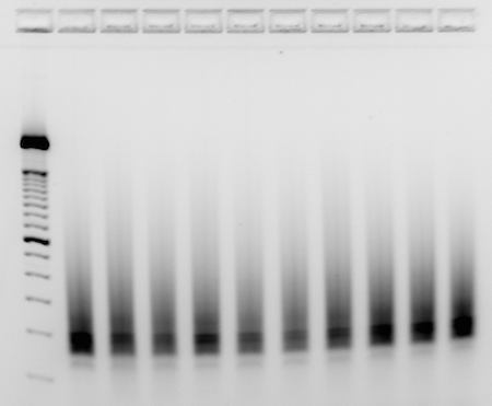 Barrick_Lab_2016-01-27_RNAlib_2.png