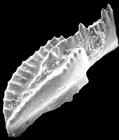 conodont.gif