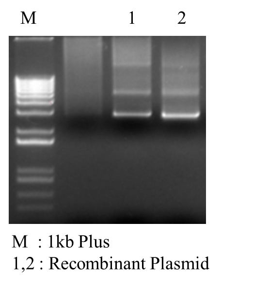 Recombinant_Plasmid.png