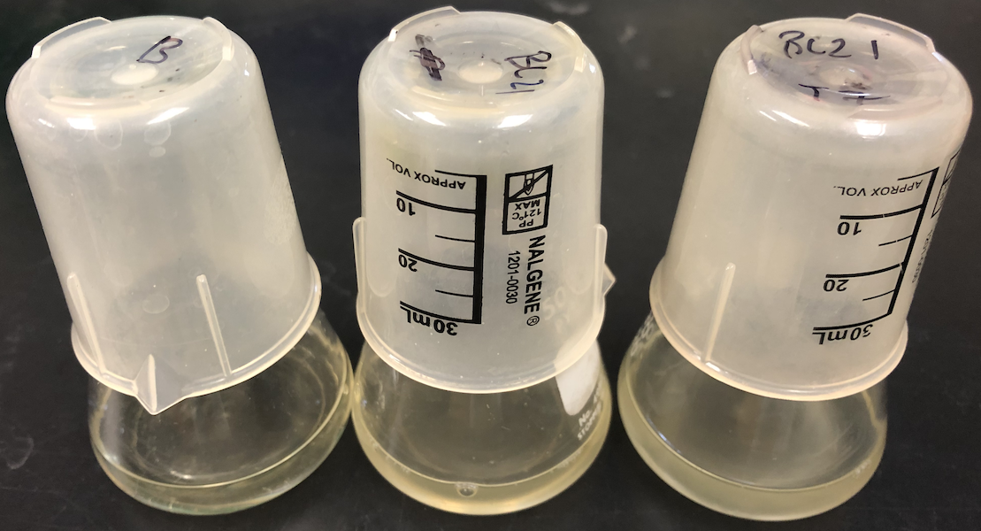 BL21-TW-WT-inoculated.png