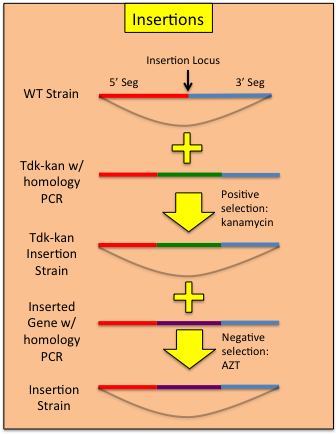 AB_insertion_correct.png