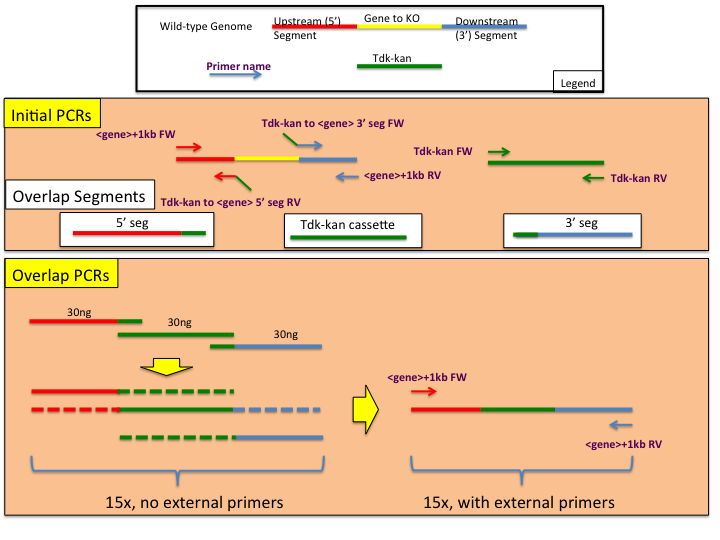 AB_overlap_pcr.png