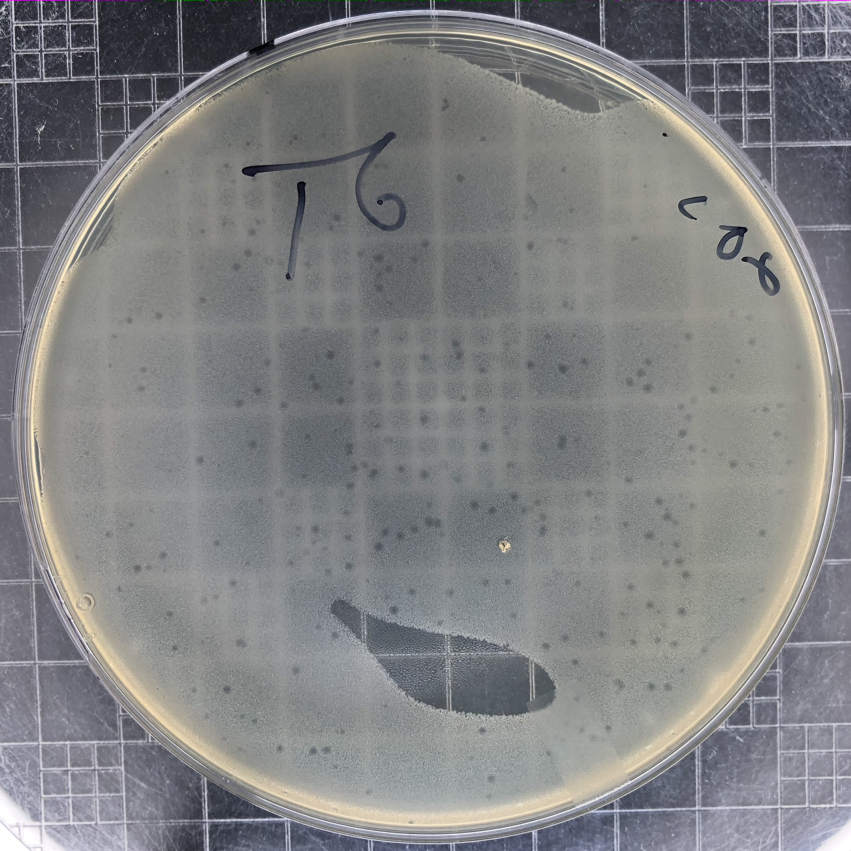 T6-plaques-1E6.png