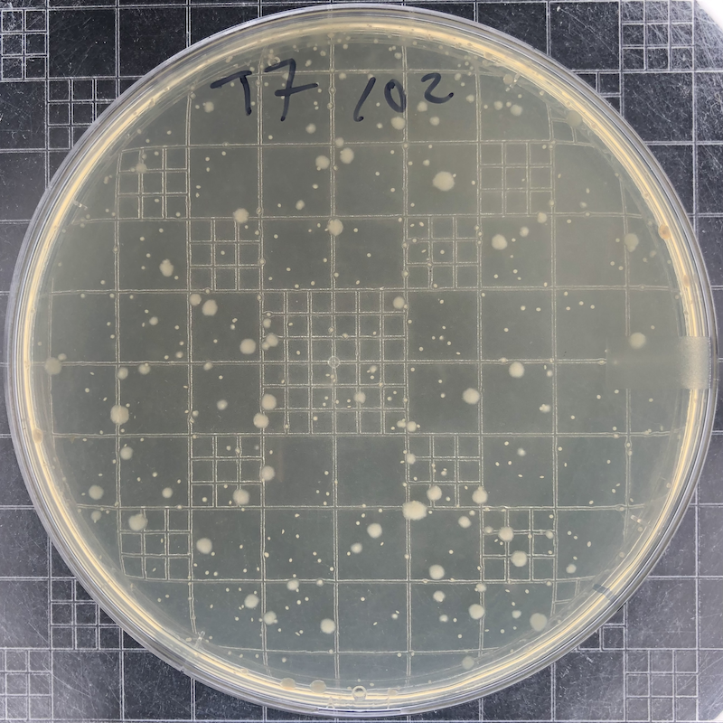 T7-plaques-1E2.png