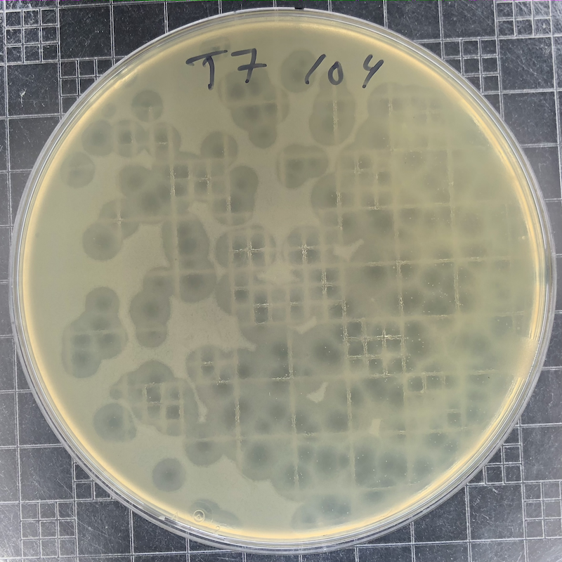 T7-plaques-1E4.png