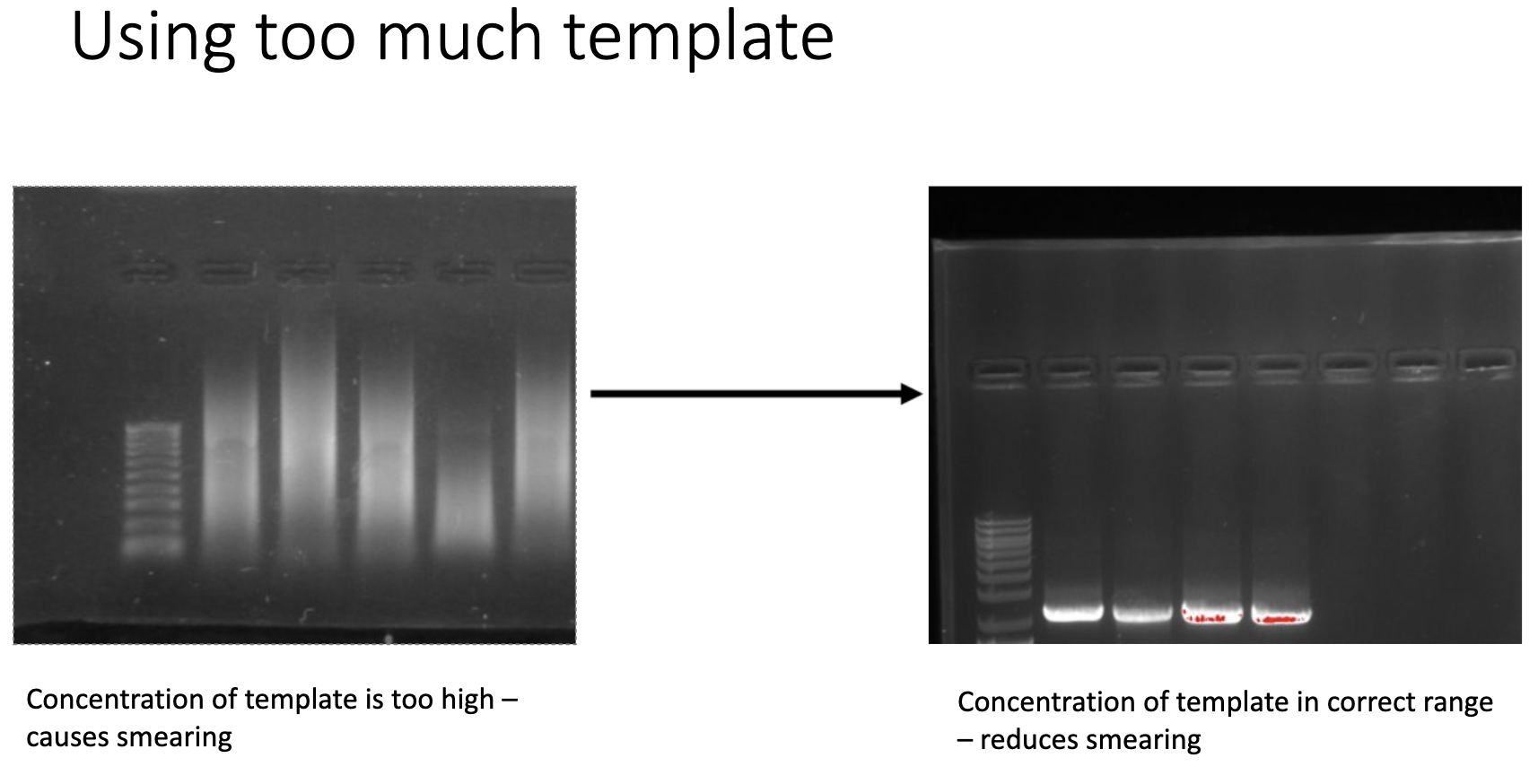 PCR_toomuchtemp.png