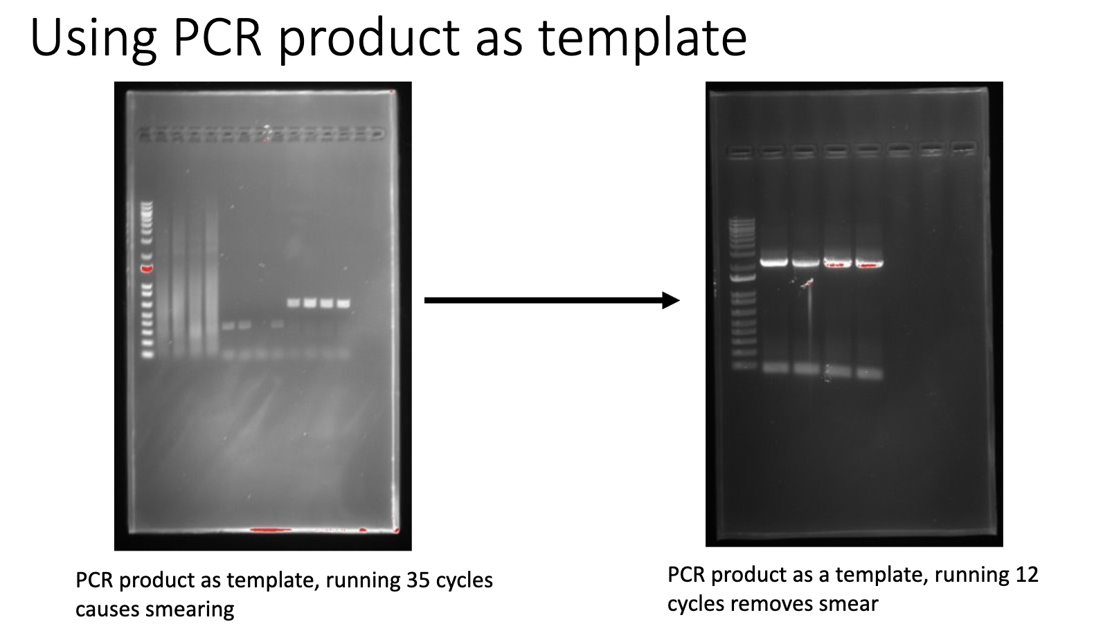 PCRprod_temp.png